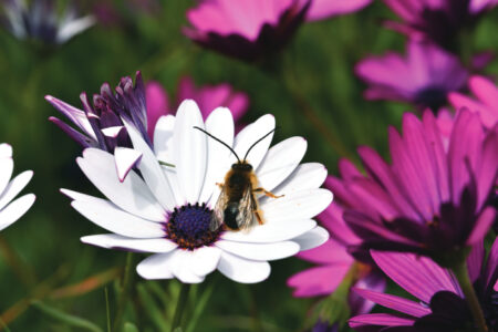 Male long-horned bee (Eucera longicornis) covered in the pollen of a cape daisy